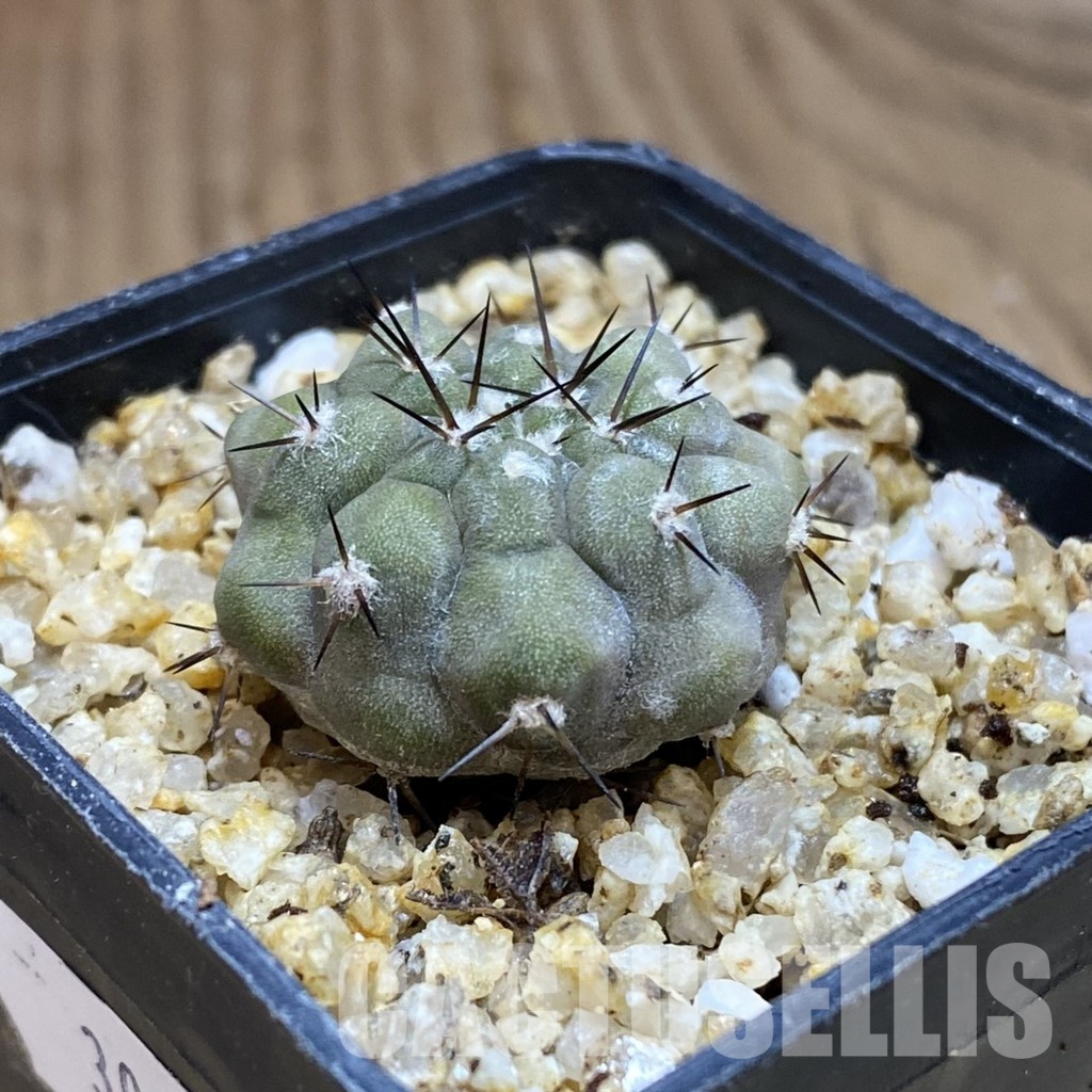 SH30353 Copiapoa cinerea -Perales- - Image 2