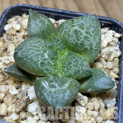 SH30371 Ariocarpus fissuratus ‘Godzilla’ hybrid , own roots seedling