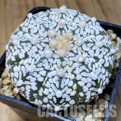 SH30379 Astrophytum asterias ‘Super Kabuto’ V-type
