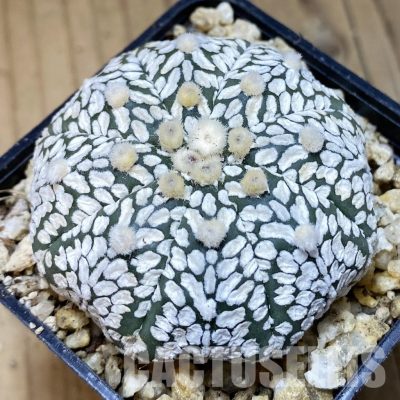 SH30381 Astrophytum asterias ‘Super Kabuto’ V-type