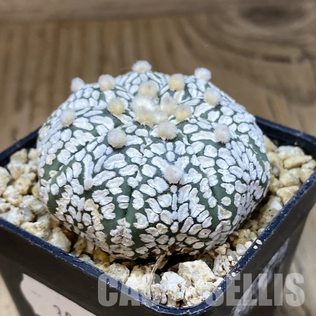 SH30381 Astrophytum asterias ‘Super Kabuto’ V-type - Image 2