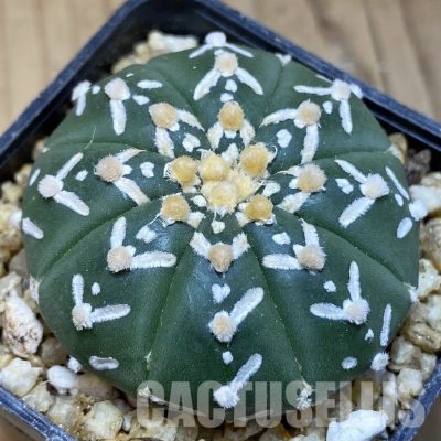 SH30384 Astrophytum asterias ‘Super Kabuto’ V-type f. nudum