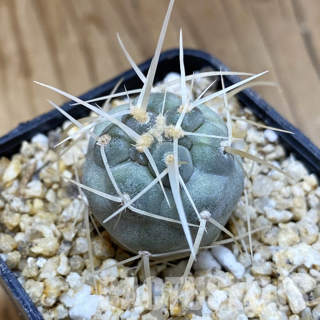 SH30569 Tephrocactus fiambalensis