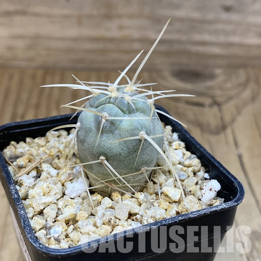 SH30569 Tephrocactus fiambalensis - Image 2