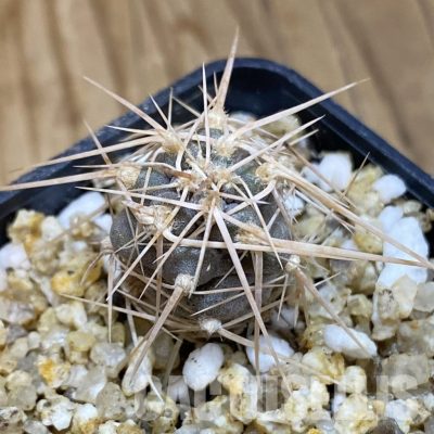 SH30570 Tephrocactus fiambalensis