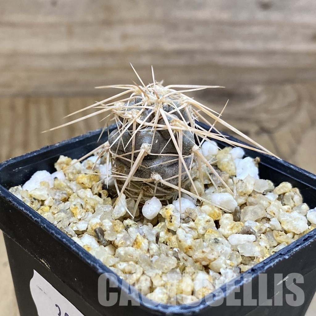 SH30570 Tephrocactus fiambalensis - Image 2