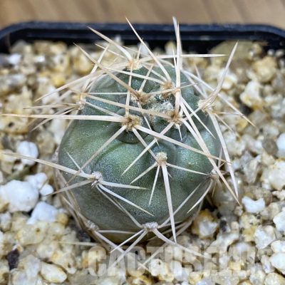 SH30571 Tephrocactus fiambalensis