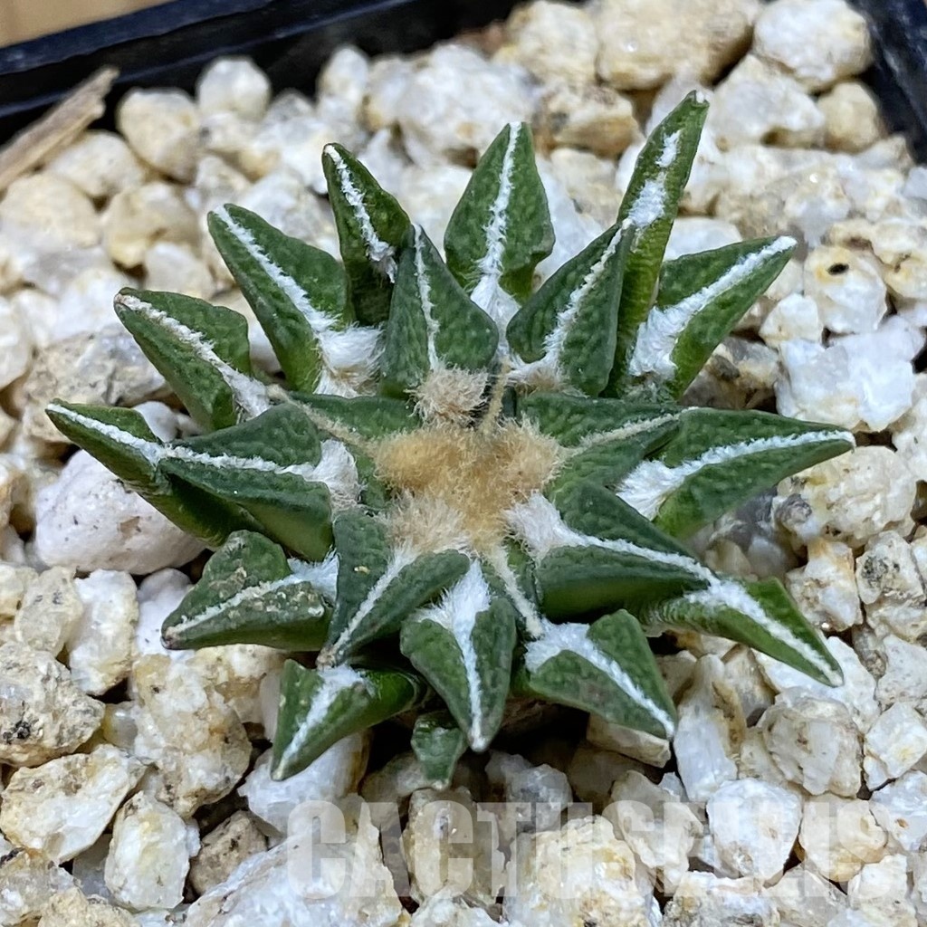 SH30572 Ariocarpus kotschoubeyanus v. macdowellii, own roots seedling