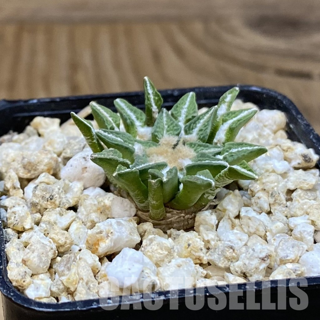 SH30572 Ariocarpus kotschoubeyanus v. macdowellii, own roots seedling - Image 2