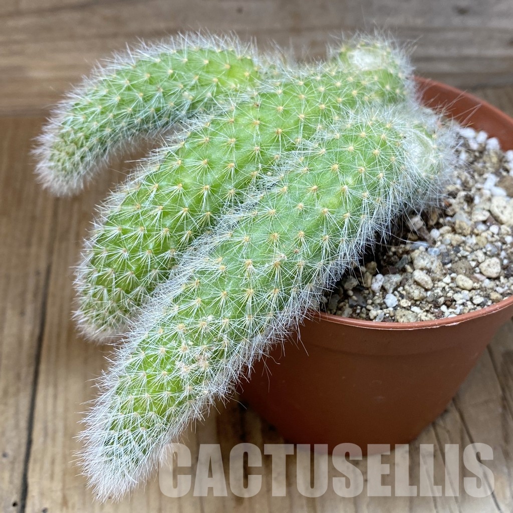 SH30541 Hildewintera colademononis