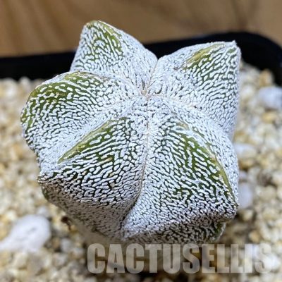 SH30575 Astrophytum myriostigma ‘Onzuka’