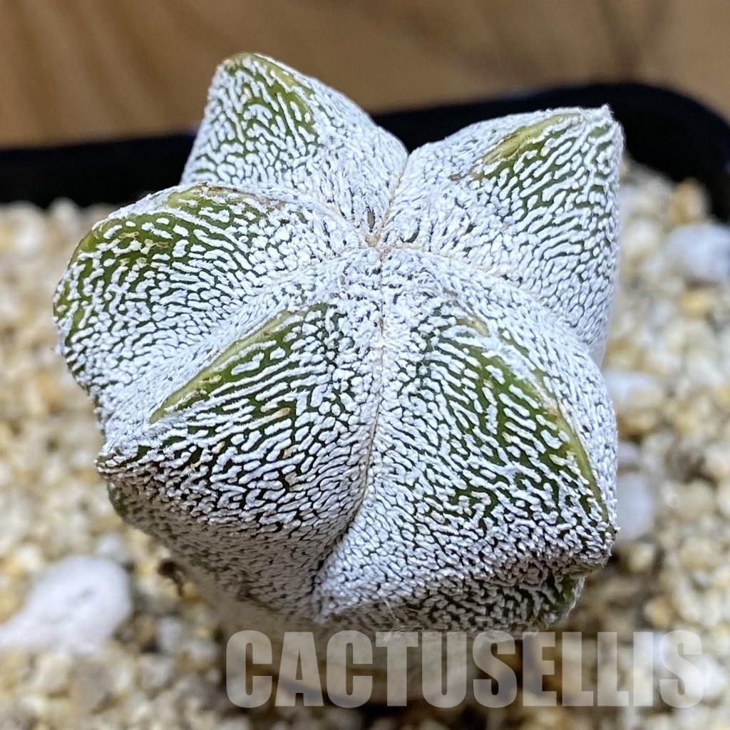 SH30575 Astrophytum myriostigma ‘Onzuka’