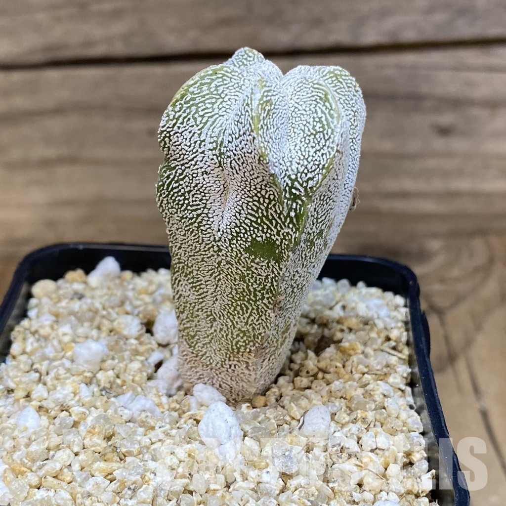 SH30575 Astrophytum myriostigma ‘Onzuka’ - Image 2