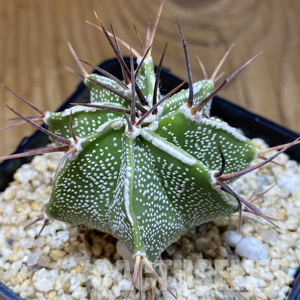 SH30576 Astrophytum ornatum hybrid