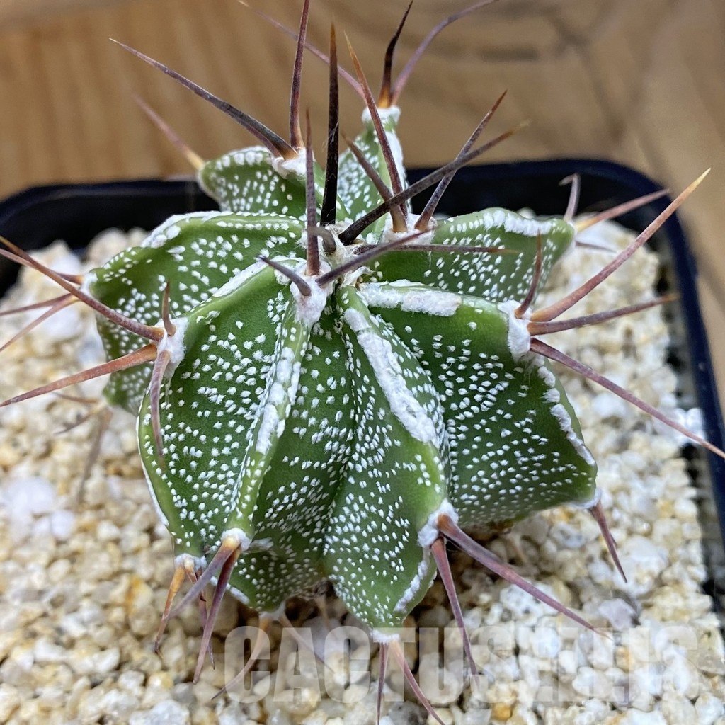 SH30576 Astrophytum ornatum hybrid - Image 2