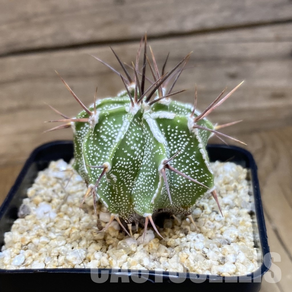 SH30576 Astrophytum ornatum hybrid - Image 3