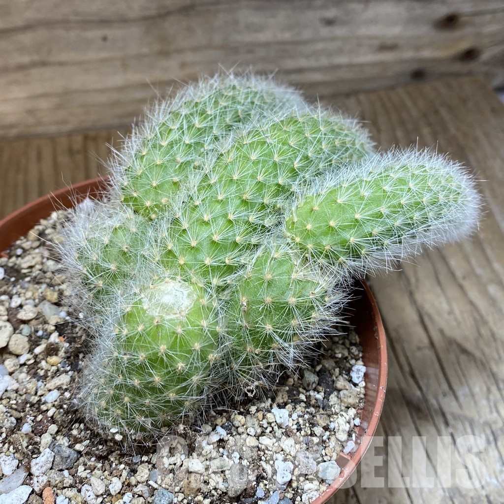 SH30541 Hildewintera colademononis - Image 2