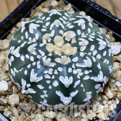SH30580 Astrophytum asterias ‘Super Kabuto’ V-type f. nudum