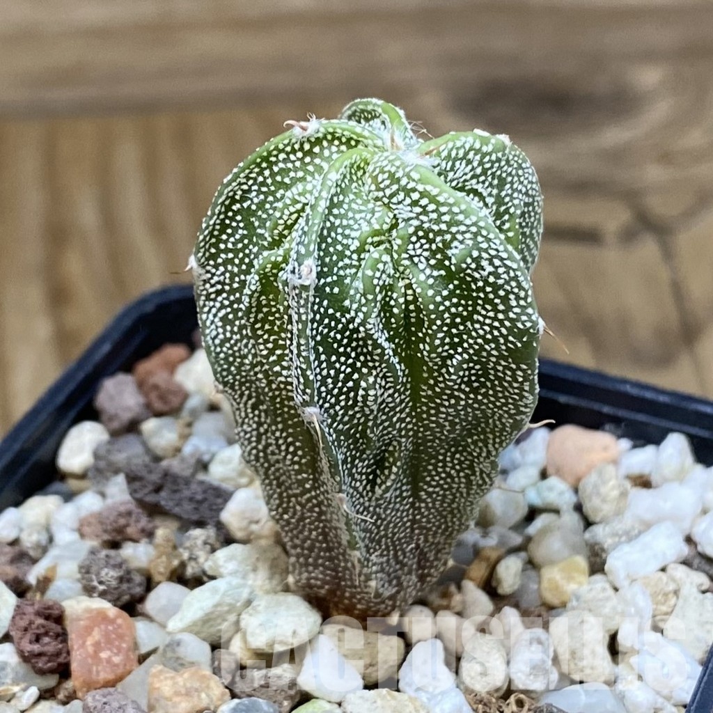 SH30584 Astrophytum myriostigma ‘Fukuryu’ - Image 2