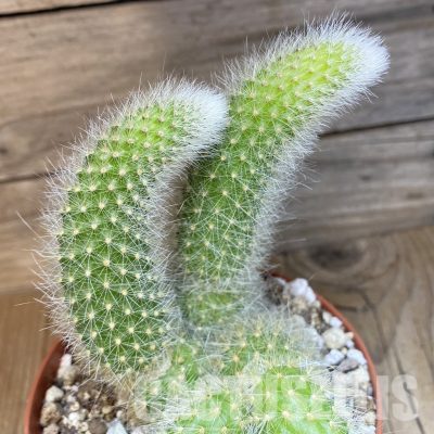 SH30542 Hildewintera colademononis
