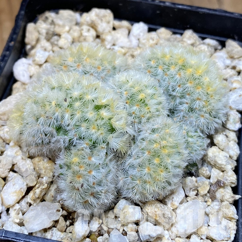 SH30587 Mammillaria carmenae f. cristata
