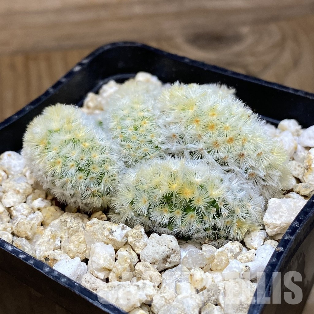 SH30587 Mammillaria carmenae f. cristata - Image 2