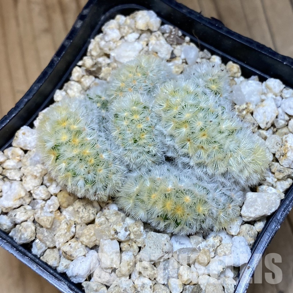 SH30587 Mammillaria carmenae f. cristata - Image 3