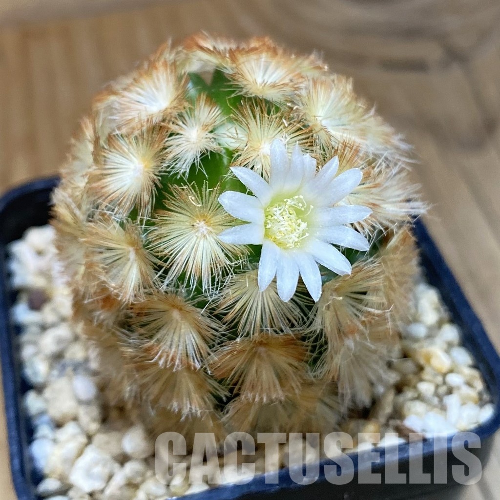 SH30589 Mammillaria carmenae hybrid