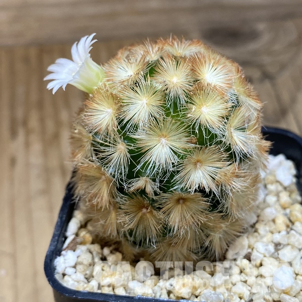SH30589 Mammillaria carmenae hybrid - Image 2