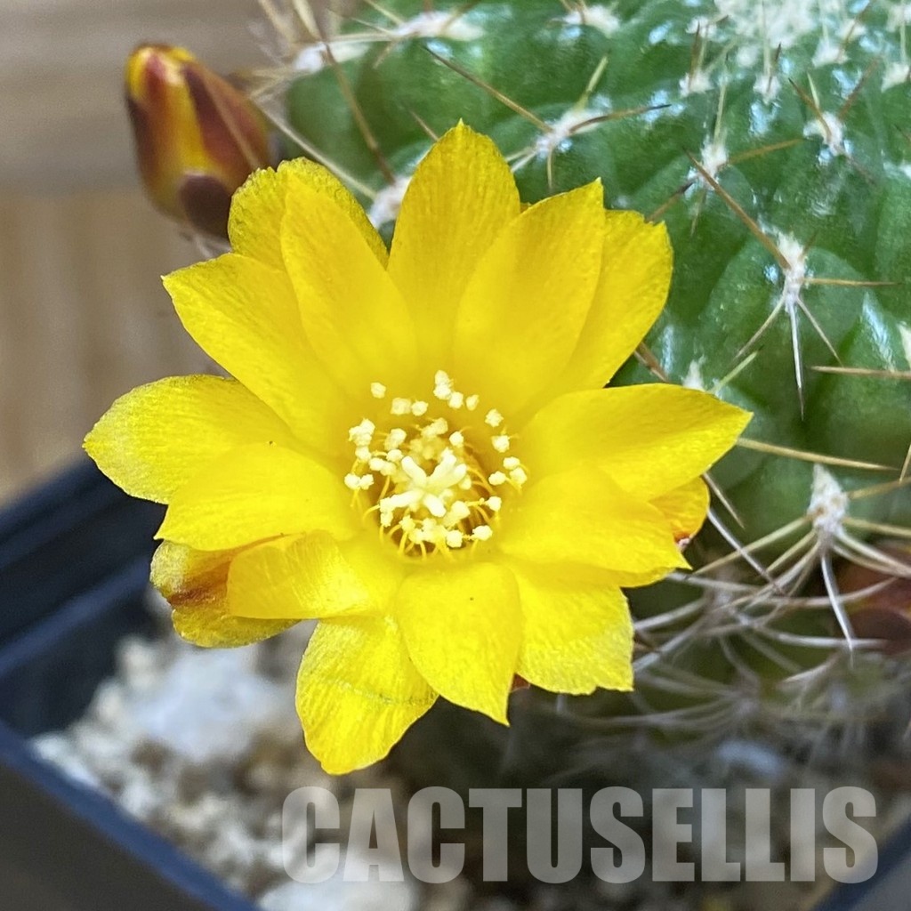 SH26357 Sulcorebutia muschii R 607
