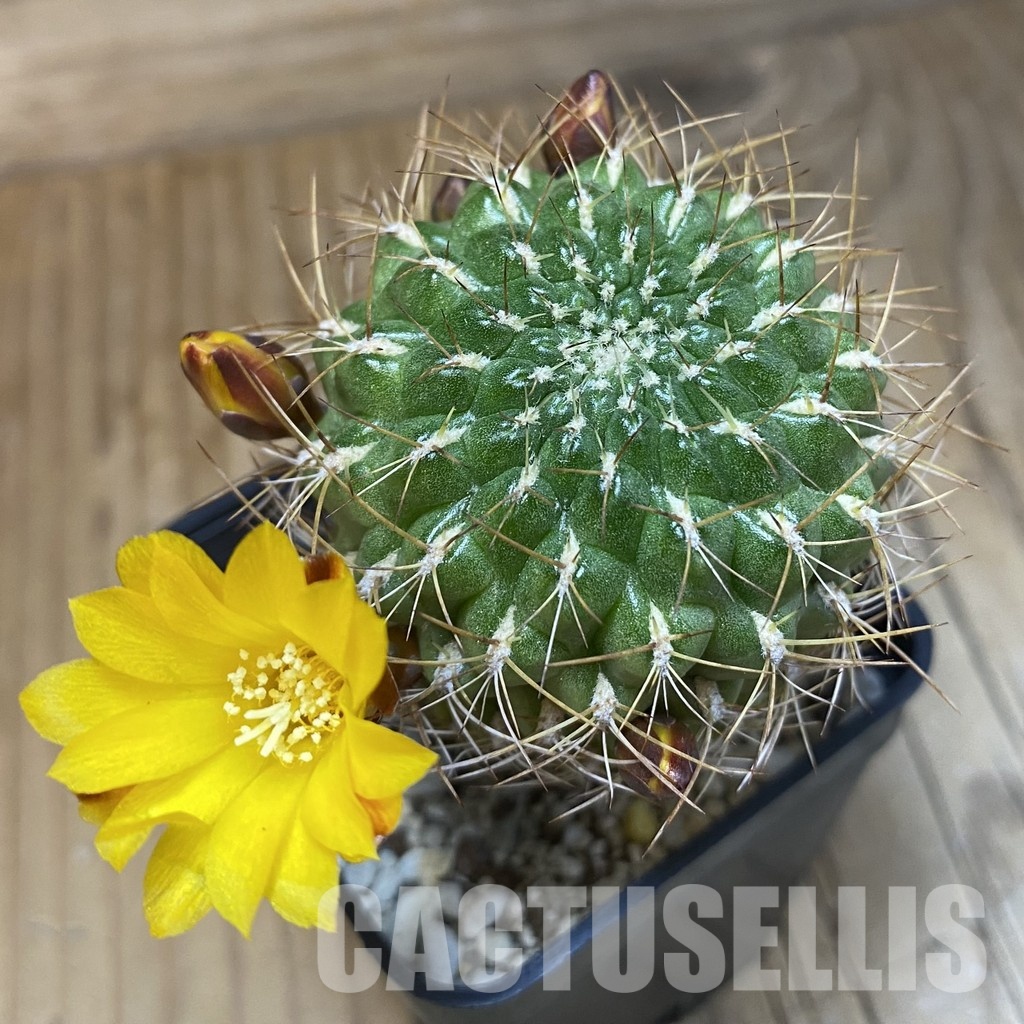 SH26357 Sulcorebutia muschii R 607 - Image 2
