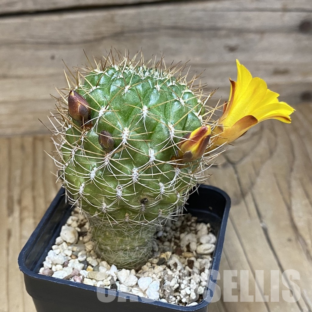 SH26357 Sulcorebutia muschii R 607 - Image 3