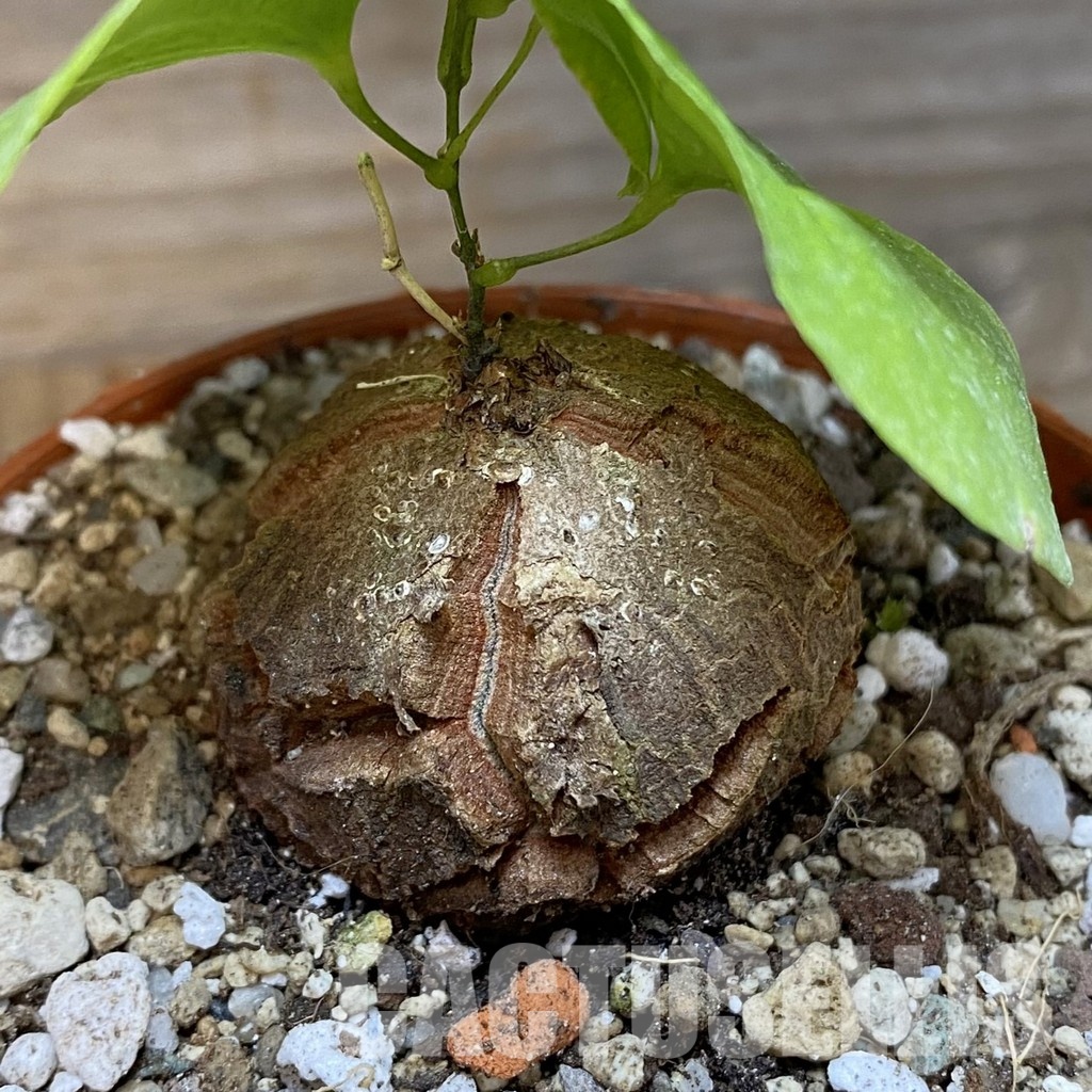 SH30538 Dioscorea elephantipes