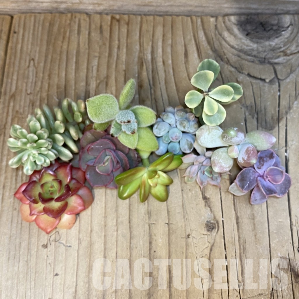 SH30596 Succulents mix, cuted - Image 2