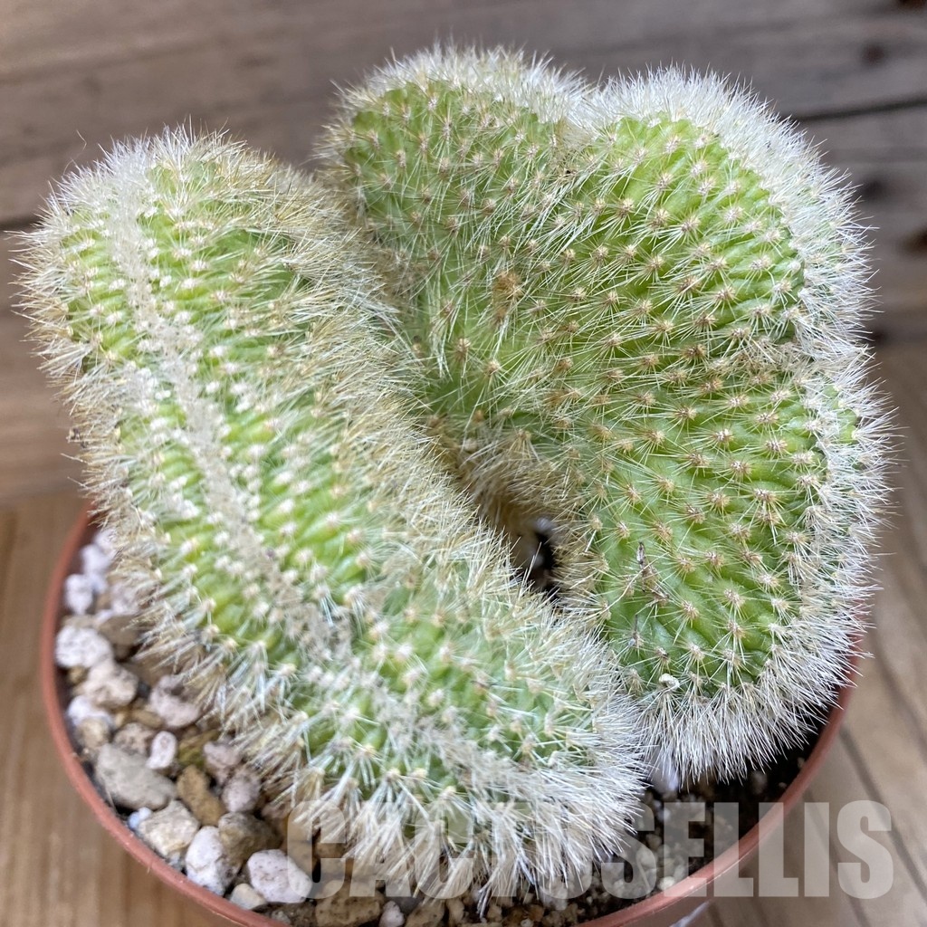 SH30544 Cleistocactus winteri f. cristata