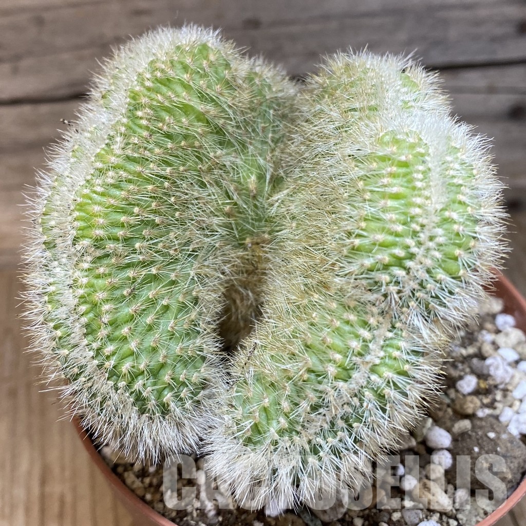 SH30544 Cleistocactus winteri f. cristata - Image 2