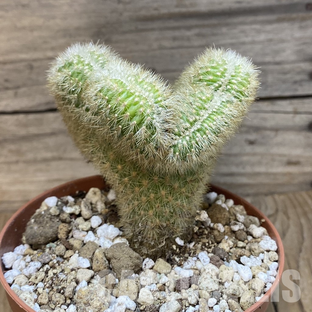 SH30544 Cleistocactus winteri f. cristata - Image 3
