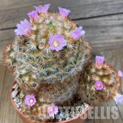 SH30545 Mammillaria carmenae v. rubrispina