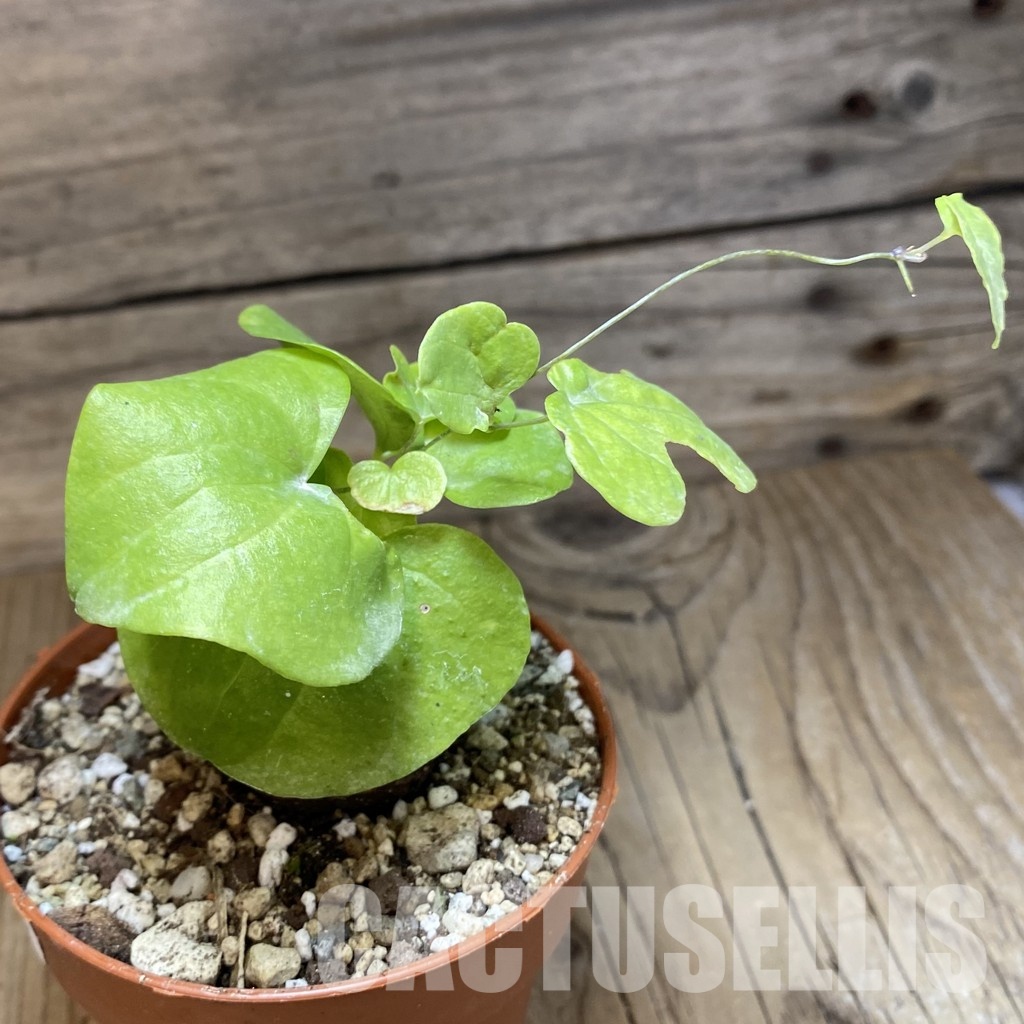 SH30538 Dioscorea elephantipes - Image 2