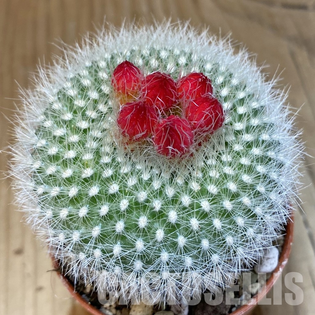 SH30548 Notocactus haselbergii