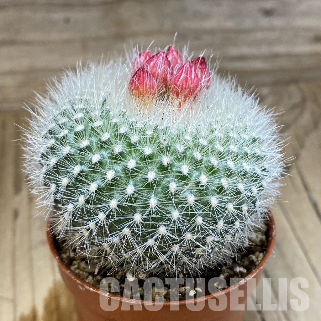 SH30548 Notocactus haselbergii - Image 2