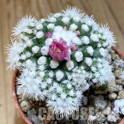 SH30550 Mammillaria gracilis ‘Snow Cap’