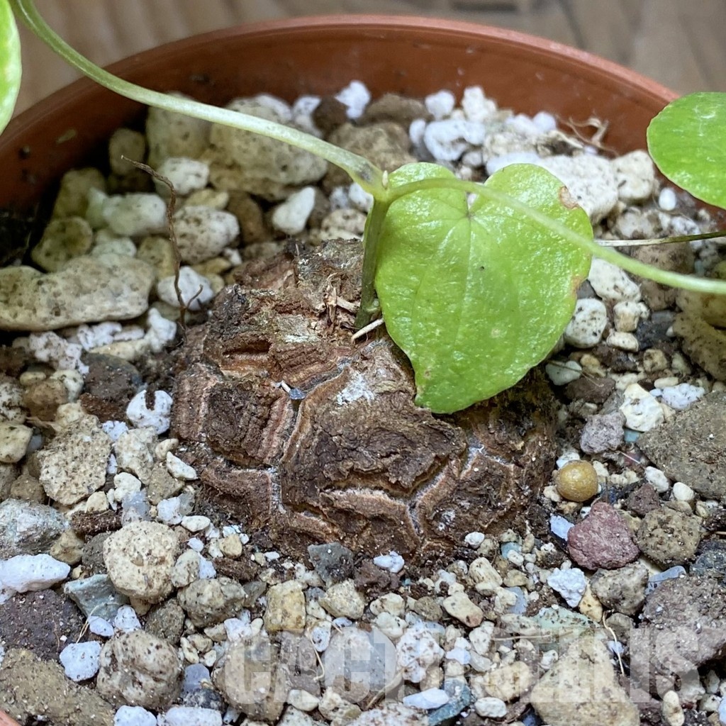 SH30539 Dioscorea elephantipes