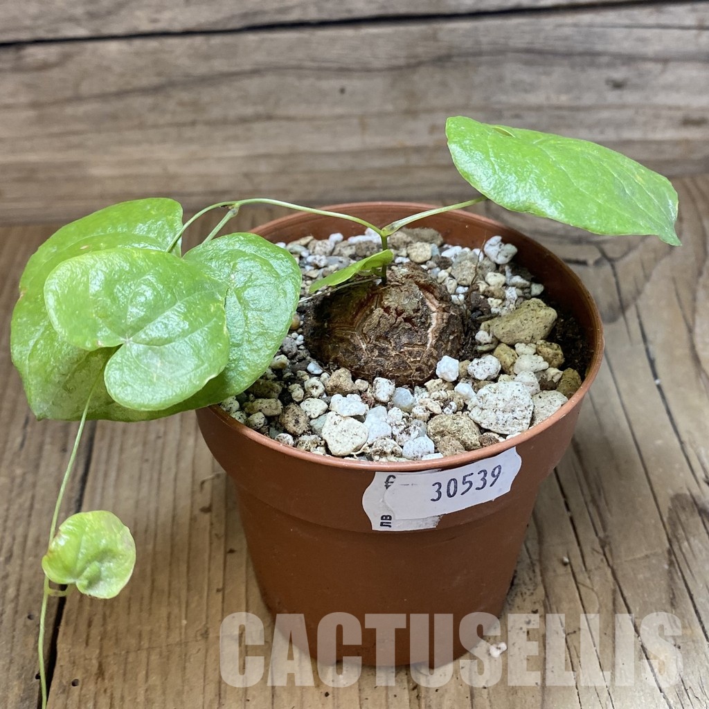 SH30539 Dioscorea elephantipes - Image 2