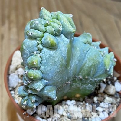 SH30557 Myrtillocactus geometrizans f. cristata