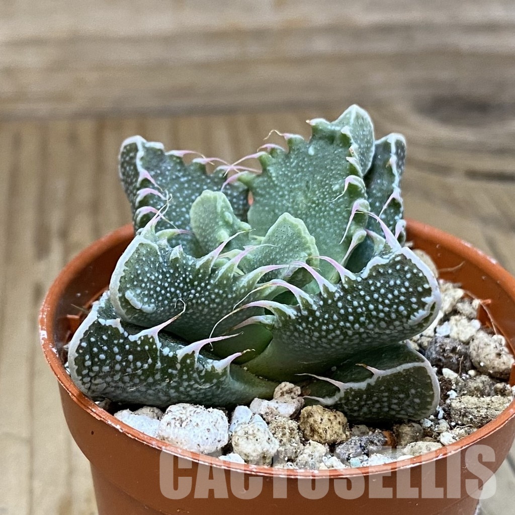 SH30562 Faucaria tuberculosa - Image 2
