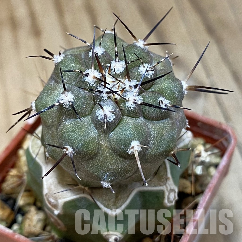 SH30565 Copiapoa cinerea JN 2048 , grafted