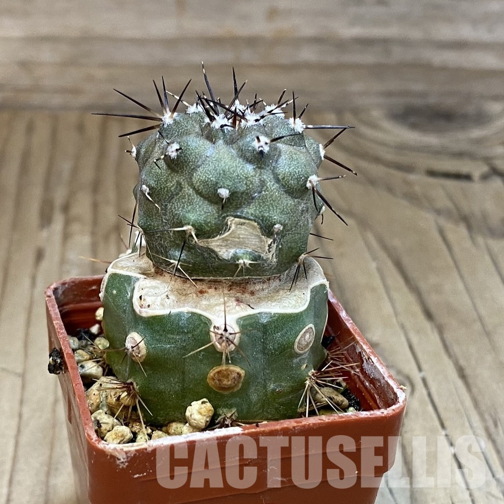 SH30565 Copiapoa cinerea JN 2048 , grafted - Image 2
