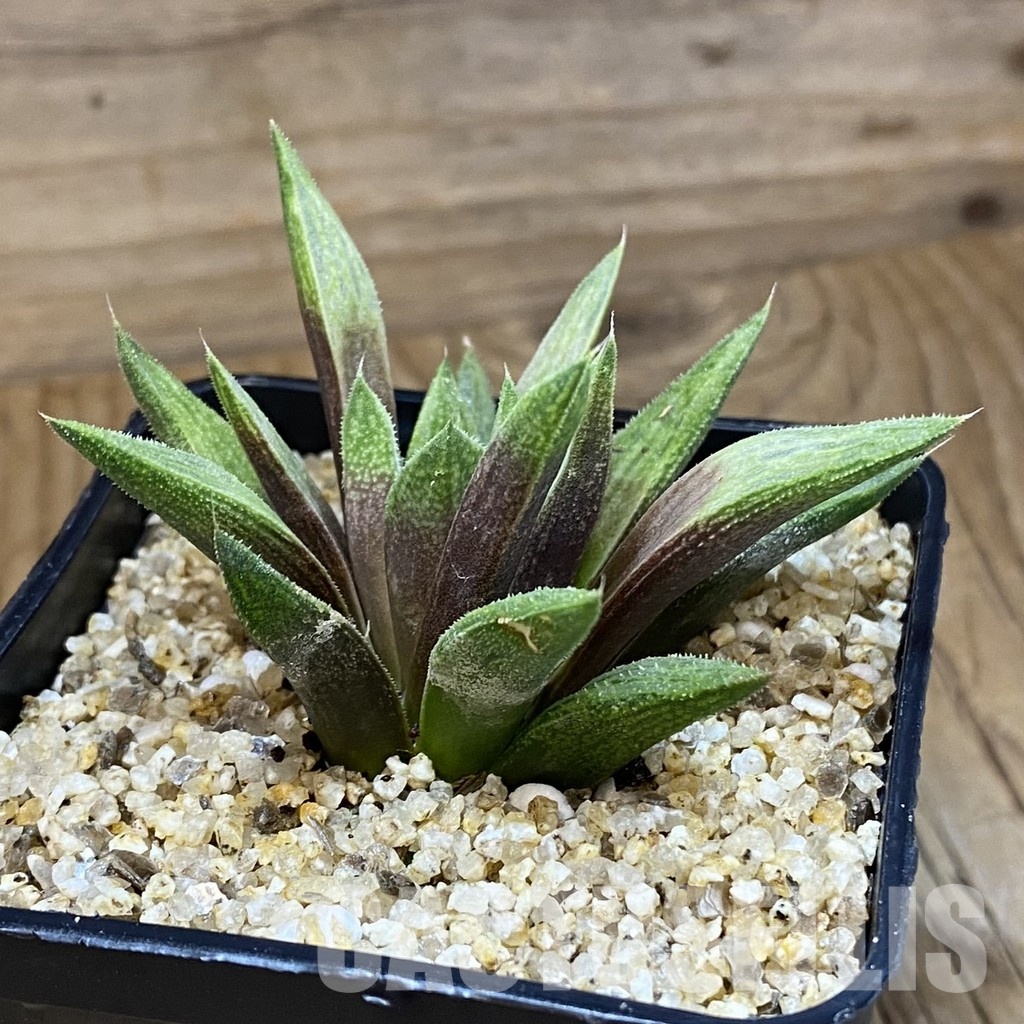 SH30678 Haworthia ‘Metallica’ hybrid - Image 2
