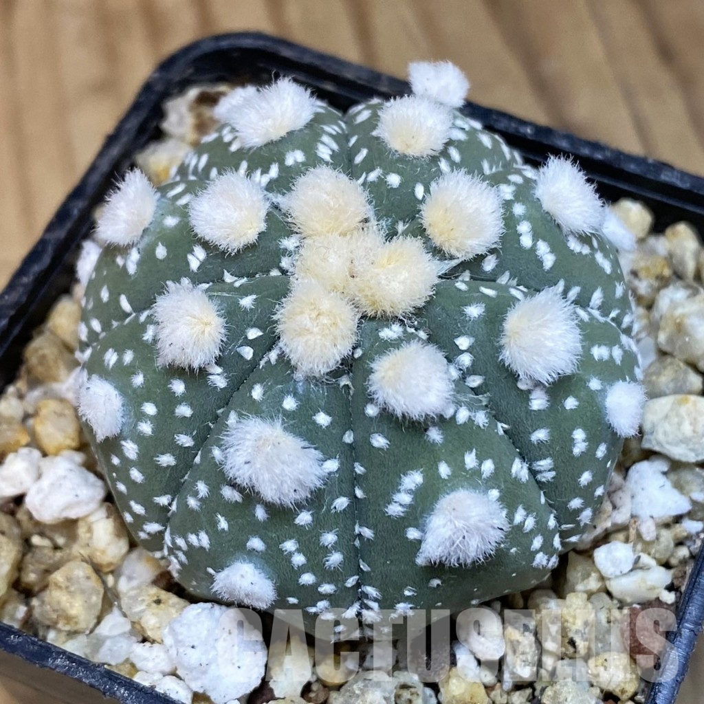 SH30649 Astrophytum asterias ‘Ooibo’